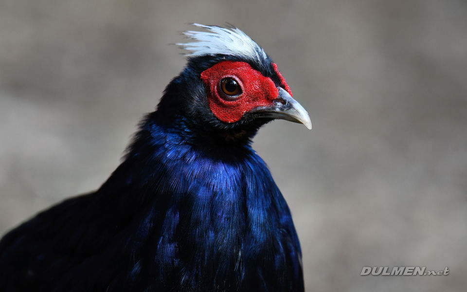 Edwards pheasant (Lophura edwardsi)